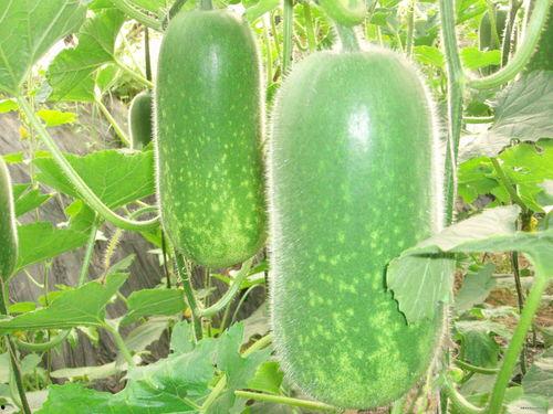 网红吃瓜圈八卦图片,八卦图片背后的惊人真相 第1张 网红吃瓜圈八卦图片,八卦图片背后的惊人真相 第1张